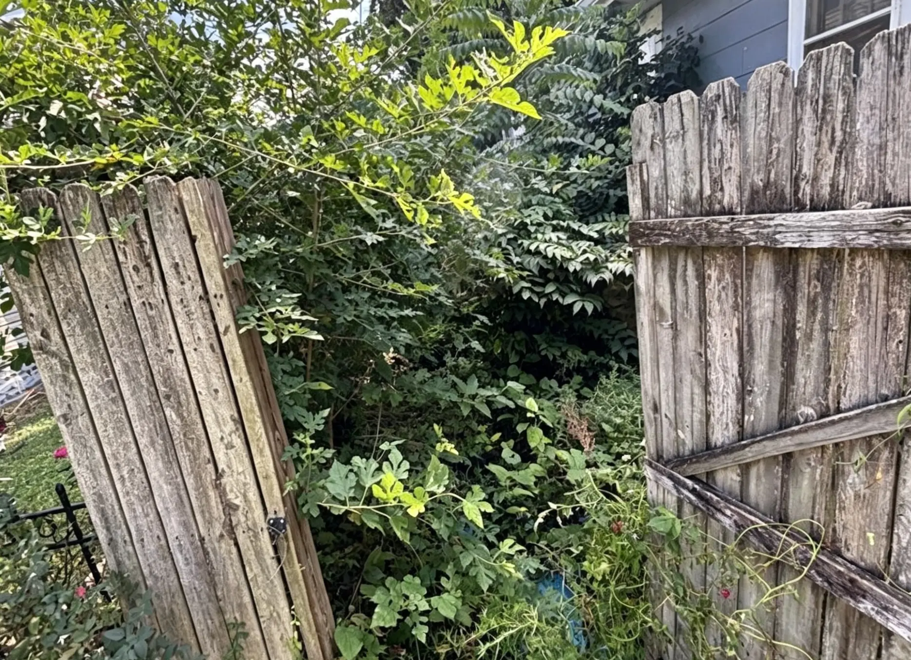Before: a side yard gate blocked by dense overgrown vegetation and vines